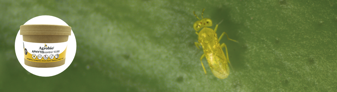 APHYTIScontrol - Aphytis melinus APHYTIScontrol - Aphytis melinus