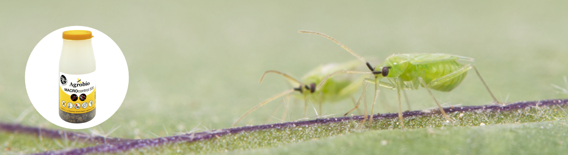 MACROcontrol - Macrolophus pygmaeus