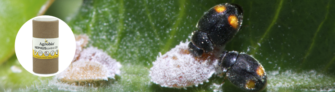 NEPHUScontrol - Nephus bipunctatus NEPHUScontrol - Nephus bipunctatus