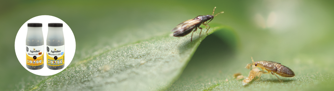 ORIcontrol - Orius laevigatus