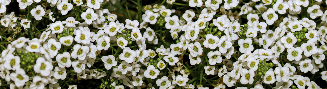 PLANTAlobularia- Lobularia maritima