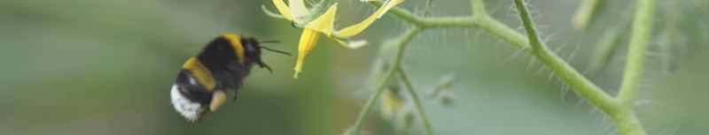 Pollination with bumblebees