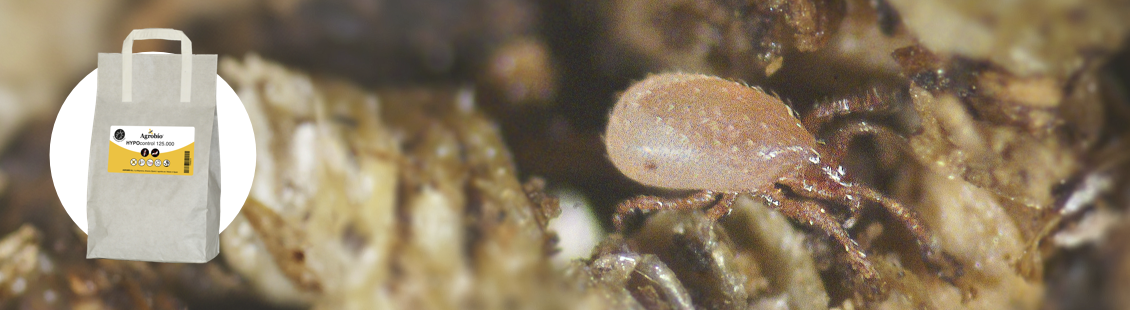 HYPOcontrol - Stratiolaelaps scimitus de Agrobío