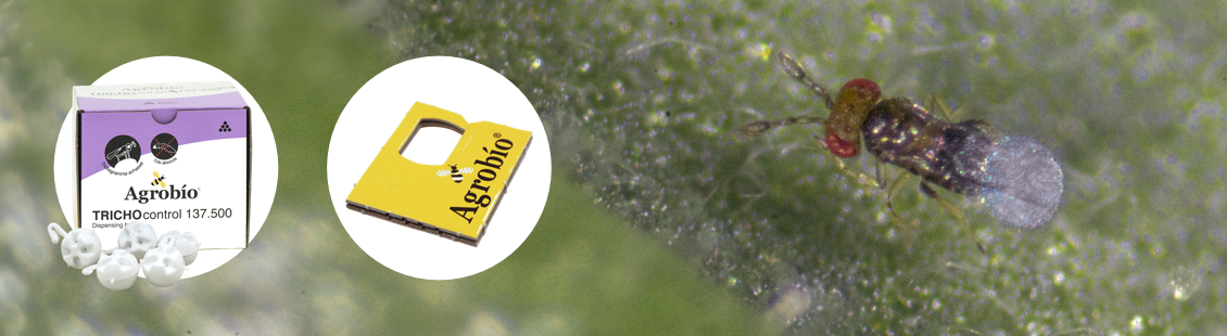 TRICHOcontrol - Trichogramma achaeae